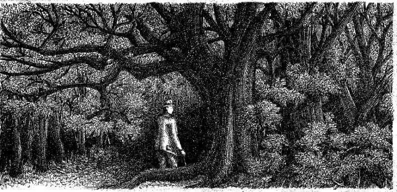Le voci del bosco IV